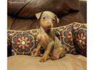 Miniature Pinscher Puppy for sale in Rock Hill, SC, USA
