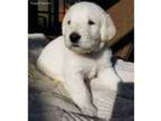 Labradoodle Puppy for sale in Brandon, FL, USA