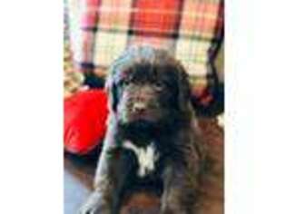Newfoundland Puppy for sale in Calhoun, GA, USA
