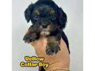 Cavapoo Puppy for sale in Melissa, TX, USA