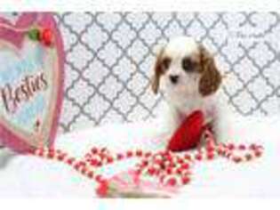 Cavalier King Charles Spaniel Puppy for sale in Kalamazoo, MI, USA