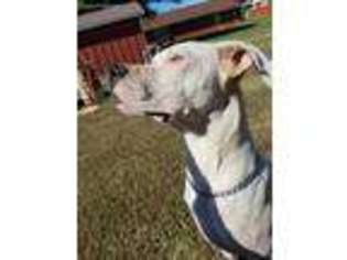 Dogo Argentino Puppy for sale in Anthony, KS, USA