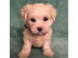 Maltese Puppy for sale in Belmont, NH, USA