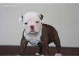 Olde English Bulldogge Puppy for sale in Cadott, WI, USA
