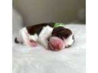 English Springer Spaniel Puppy for sale in Saratoga Springs, NY, USA