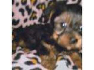 Yorkshire Terrier Puppy for sale in Magnolia, TX, USA