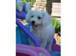Bichon Frise Puppy for sale in Maple Lake, MN, USA