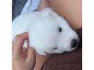 Samoyed Puppy for sale in Auburn, WA, USA