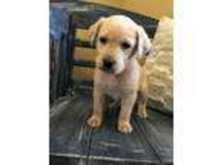 Labrador Retriever Puppy for sale in Pulaski, MS, USA
