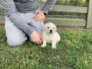 Mutt Puppy for sale in Sugar Valley, GA, USA