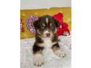 Miniature Australian Shepherd Puppy for sale in Grand Rapids, MI, USA