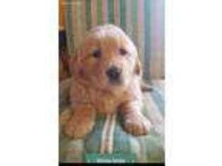 Golden Retriever Puppy for sale in Concordia, MO, USA