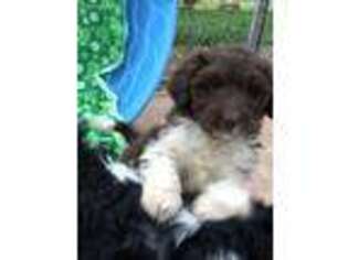 Goldendoodle Puppy for sale in Batesville, MS, USA