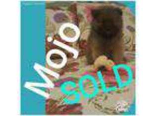 Siberian Husky Puppy for sale in Montevallo, AL, USA