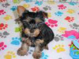 Yorkshire Terrier Puppy for sale in Tucson, AZ, USA