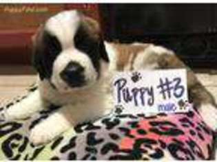 Saint Bernard Puppy for sale in Tishomingo, OK, USA