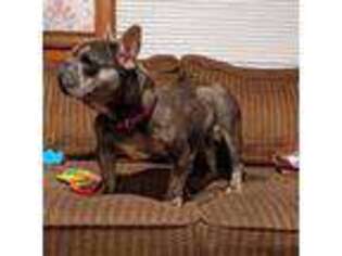 French Bulldog Puppy for sale in Americus, GA, USA