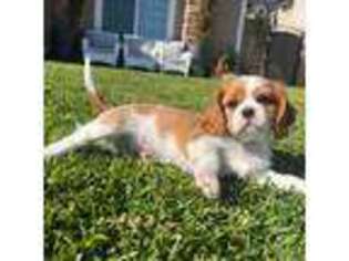 Cavalier King Charles Spaniel Puppy for sale in Huntington Beach, CA, USA