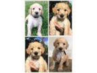 Goldendoodle Puppy for sale in Santa Rosa Beach, FL, USA
