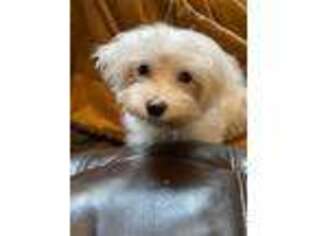 Maltese Puppy for sale in Woodstock, CT, USA