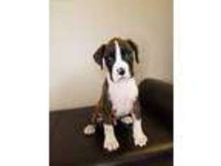Boxer Puppy for sale in Mishawaka, IN, USA