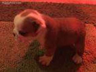 Bulldog Puppy for sale in Frenchburg, KY, USA