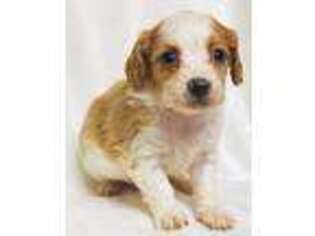 Cavapoo Puppy for sale in Ben Wheeler, TX, USA
