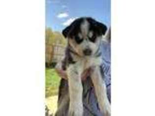 Siberian Husky Puppy for sale in Locust, NC, USA