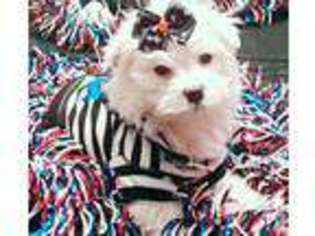 Maltese Puppy for sale in JONESVILLE, NC, USA