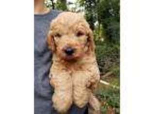Goldendoodle Puppy for sale in Due West, SC, USA