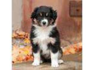 Mutt Puppy for sale in Ogdensburg, NY, USA