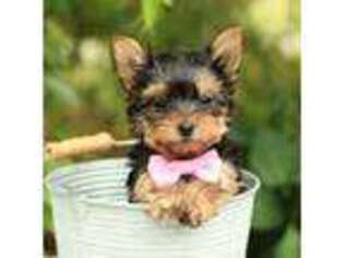 Yorkshire Terrier Puppy for sale in Plymouth, OH, USA