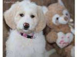 Goldendoodle Puppy for sale in Frankewing, TN, USA