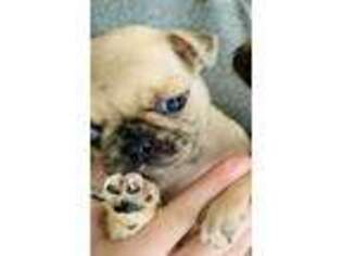 Pug Puppy for sale in Oklahoma City, OK, USA