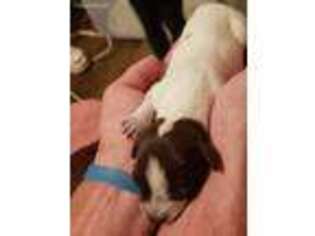 German Shorthaired Pointer Puppy for sale in Elizabeth City, NC, USA