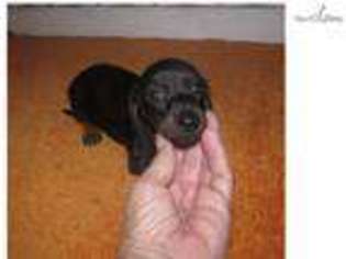 Dachshund Puppy for sale in Fort Worth, TX, USA