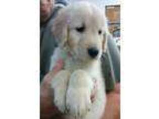 Golden Retriever Puppy for sale in Clinton, SC, USA