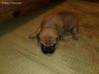 Bullmastiff Puppy for sale in Alto Pass, IL, USA