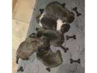 French Bulldog Puppy for sale in Easton, MD, USA
