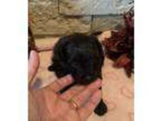 Mutt Puppy for sale in Wheaton, IL, USA