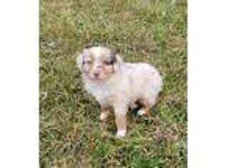 Miniature Australian Shepherd Puppy for sale in Paris, MO, USA