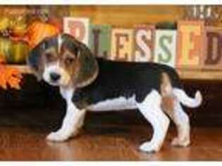 Beagle Puppy for sale in Lebanon, MO, USA