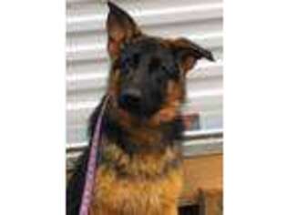 German Shepherd Dog Puppy for sale in Charlotte, NC, USA