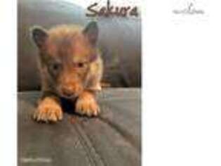 Wolf Hybrid Puppy for sale in Fort Worth, TX, USA