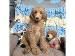 Mutt Puppy for sale in Westfield, NC, USA