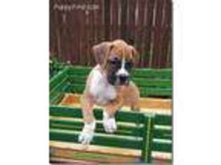 Boxer Puppy for sale in Stevens, PA, USA