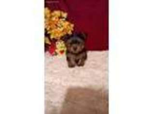 Yorkshire Terrier Puppy for sale in Clyde, TX, USA