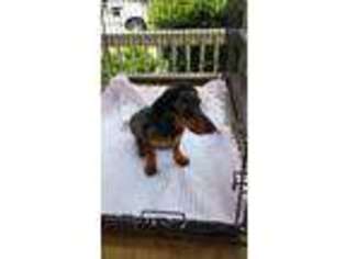 Dachshund Puppy for sale in Williston, SC, USA