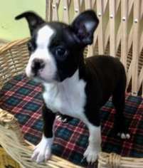 View Ad: Boston Terrier Puppy for Sale near Colorado ...