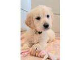 Golden Retriever Puppy for sale in New Paris, IN, USA